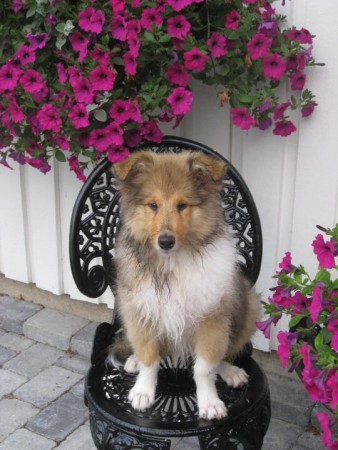 Zacko som valp just badat på poolskyddet 