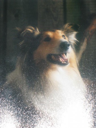 Zamba min första egna Colli idag en fin stjärna på vår himmel