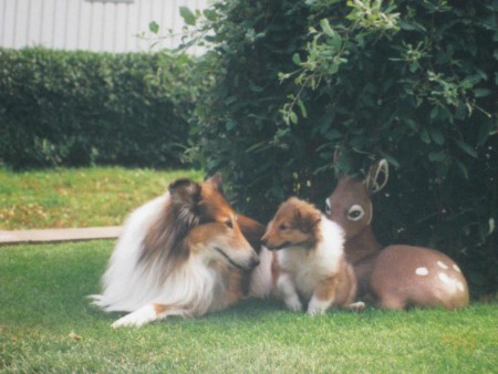 Zamba o Zindy bland deras första möte, idag vilar de båda två på denna platsen