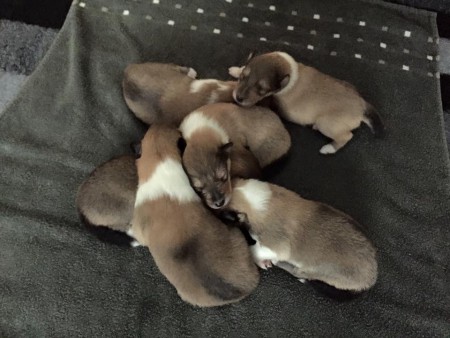 Zagas valpar en vecka