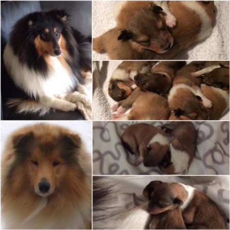 Stolta föräldrar Flash o Zaga med sina små 