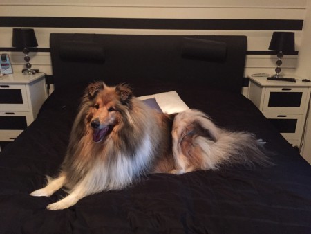 Zacko vår lejonkung 