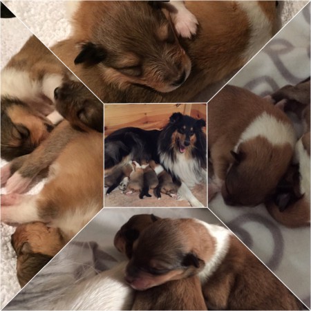 Zaga med sina fina valpar 